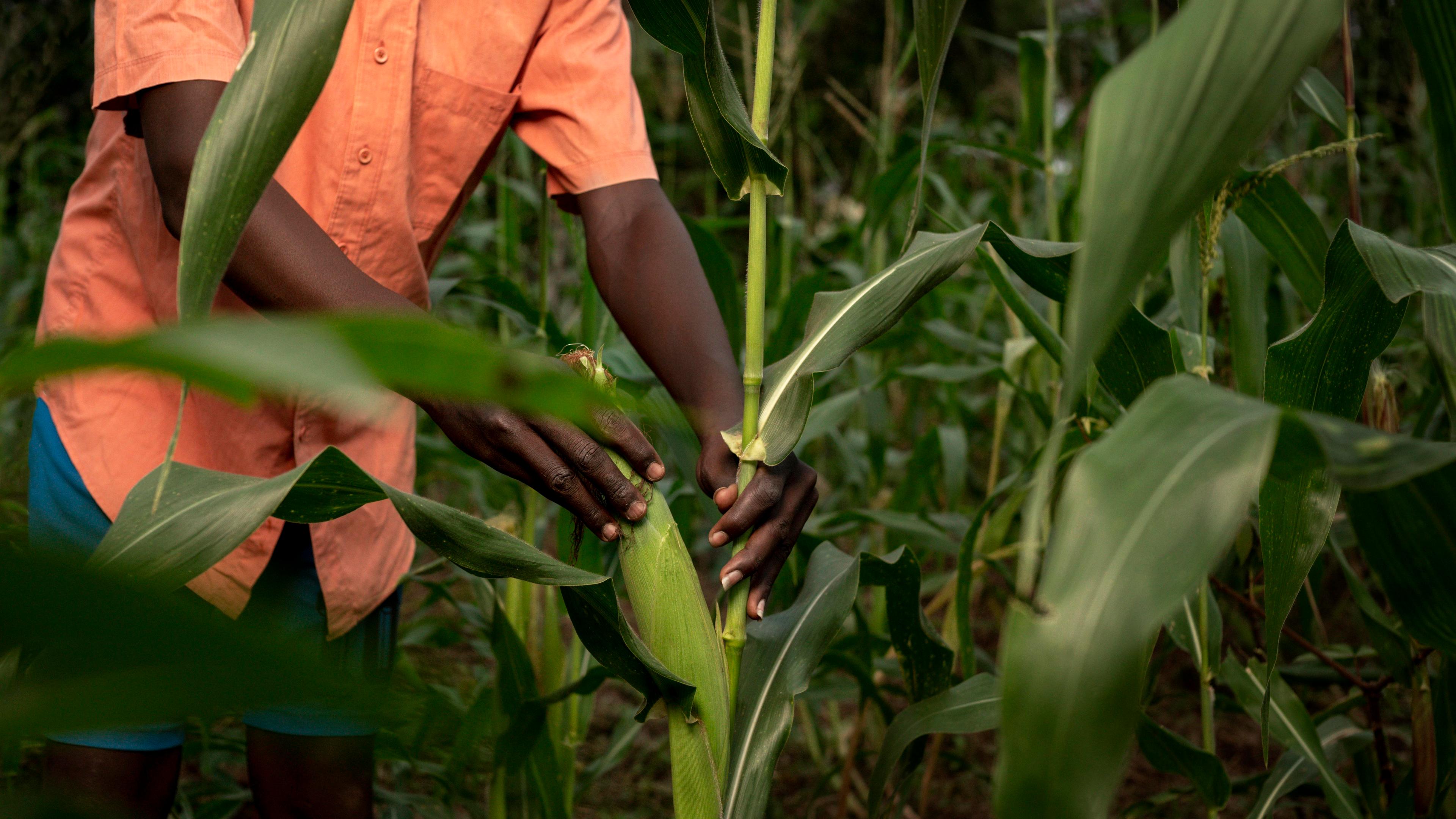 Safe (food Items) from (br) the (FARM) to your(br)  doorstep